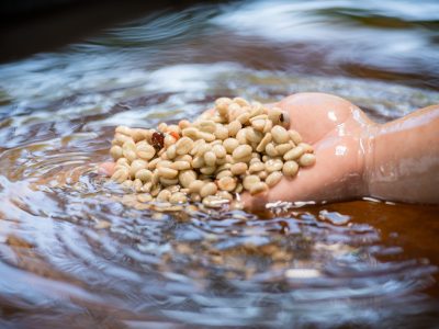 soaking-coffee-beans-with-water-before-drying